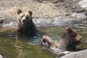 brown bears 4