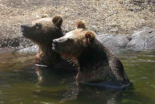 brown bears 1