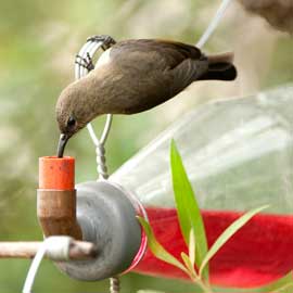 bird feeder