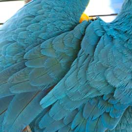 macaw