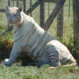 white siberian tiger