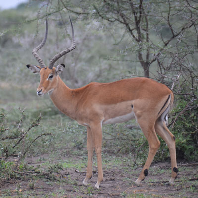 impala