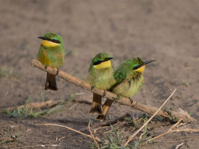bee eaters
