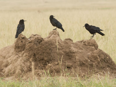 black crows