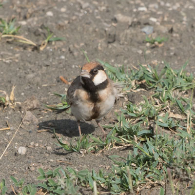sparrowlark
