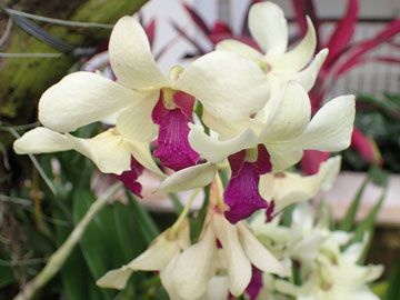 orchidgarden