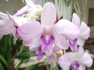 orchidgarden