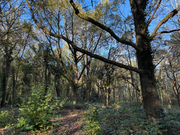 woodland