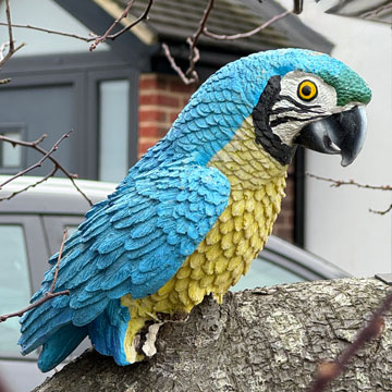 parrot