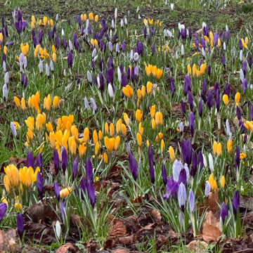 crocuses