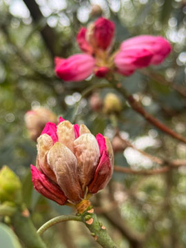 rhodedendron