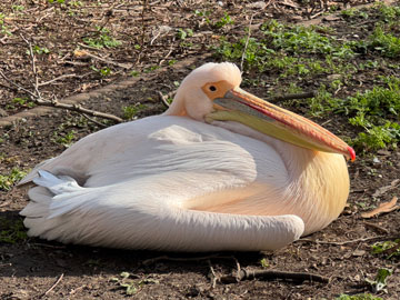 Pelican