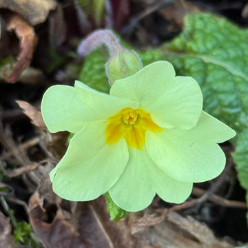 primula