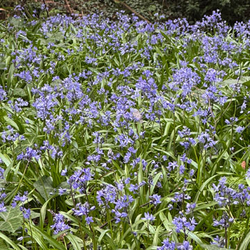bluebells
