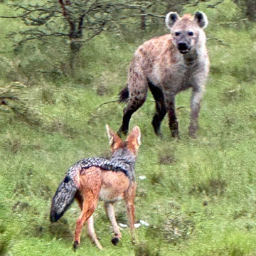 jackal and hyena