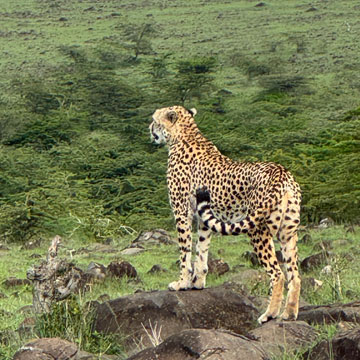cheetah