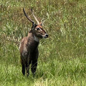 water buck
