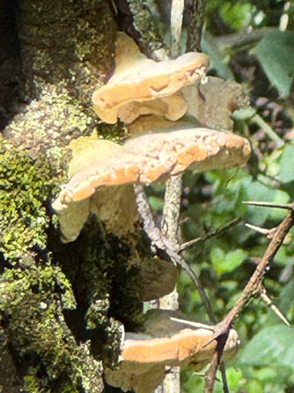 fungus