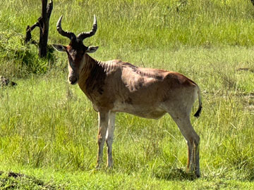 hartebeest