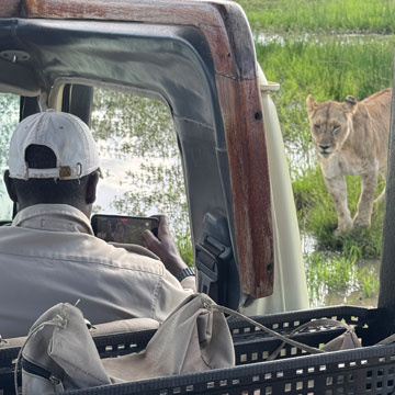 lioness and truck