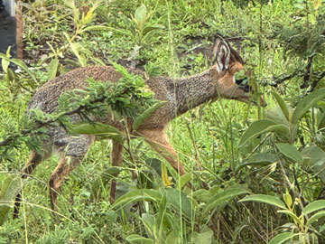 dikdik
