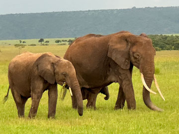 elephants