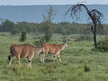 Eland