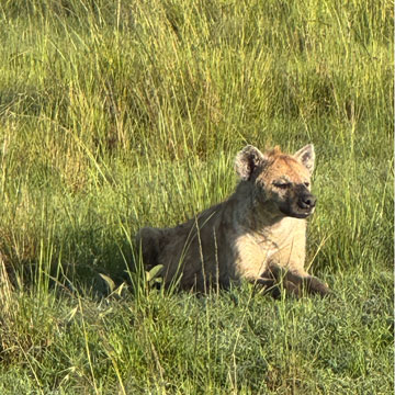 hyena