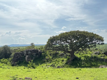 tree and rocks