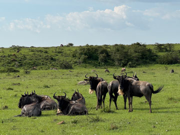 wildebeest