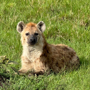 hyena