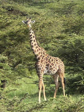 giraffe