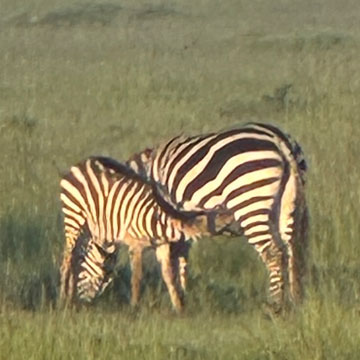 zebra