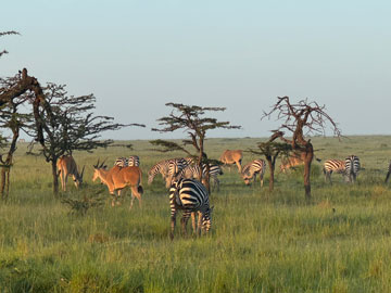 zebra and eland