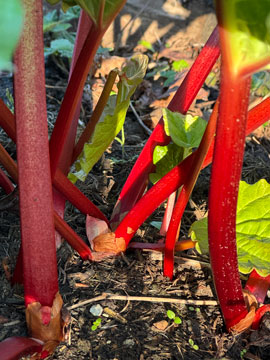 rhubarb