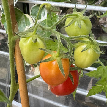 tomatoes