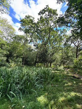 park
