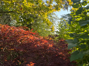 acer