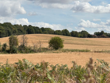 fields