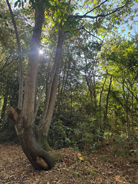 woodland