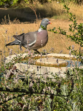 pigeon