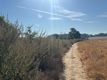 field