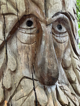 old man of the woods