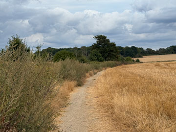 field