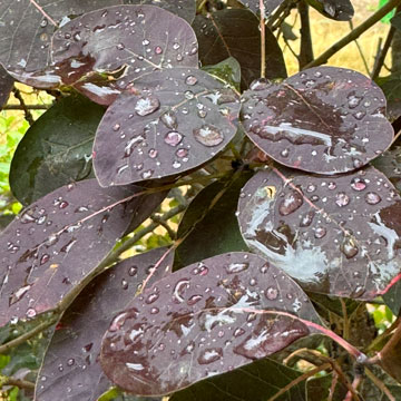 cotinus