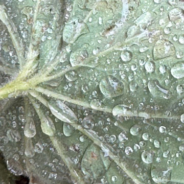 lady's mantle