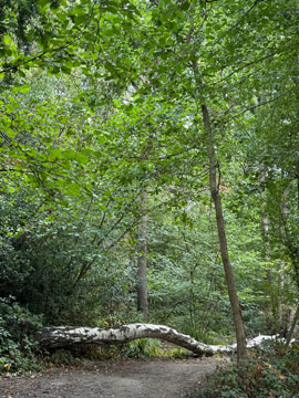woodland