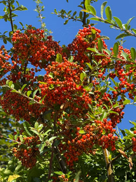 pyracantha