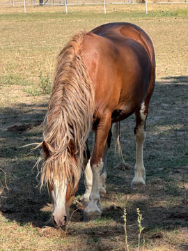horse