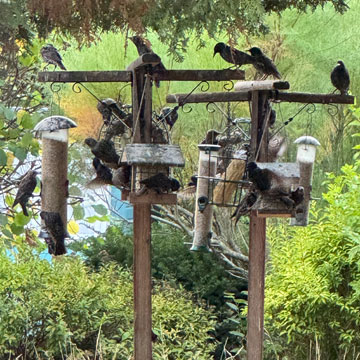 birds